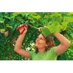 foarfeca de gradina si vie Wolf-Garten RS 2500 Comfort Plus anvil, latime de lucru 18mm